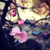 円照寺の梅。(instagramで加工)