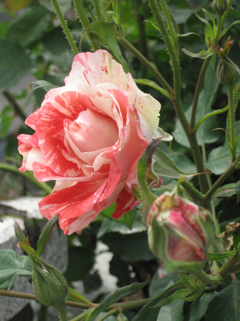 薔薇。