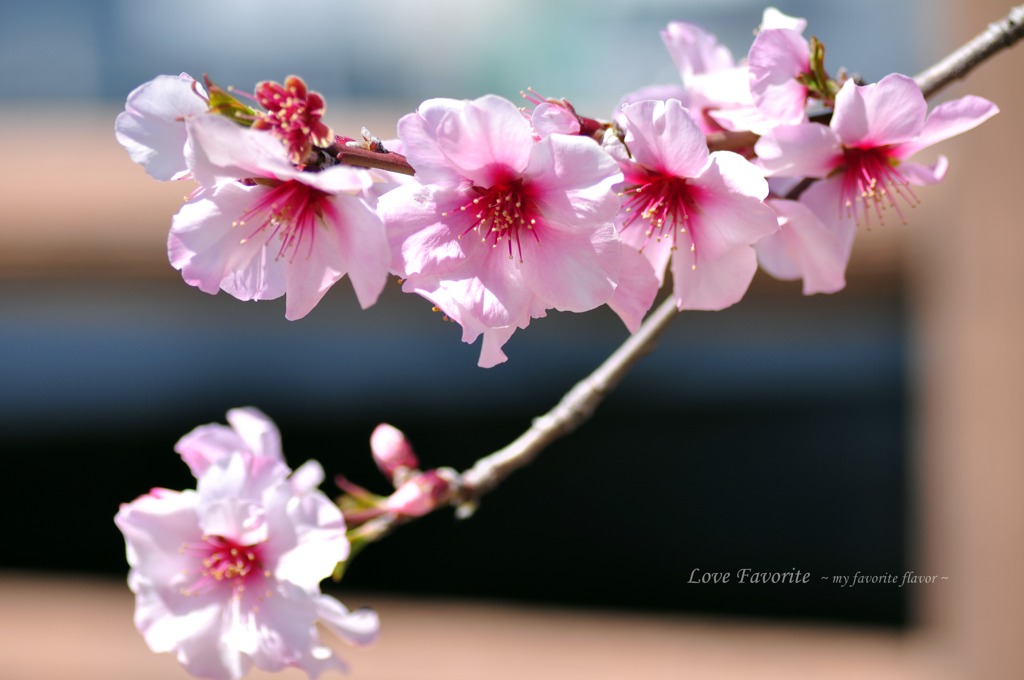 lovefavorite_355