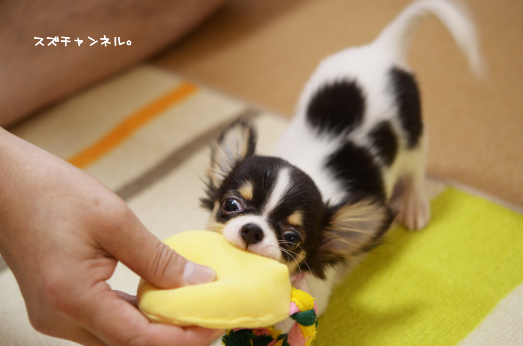 パパンと引っ張りっこ!! ③