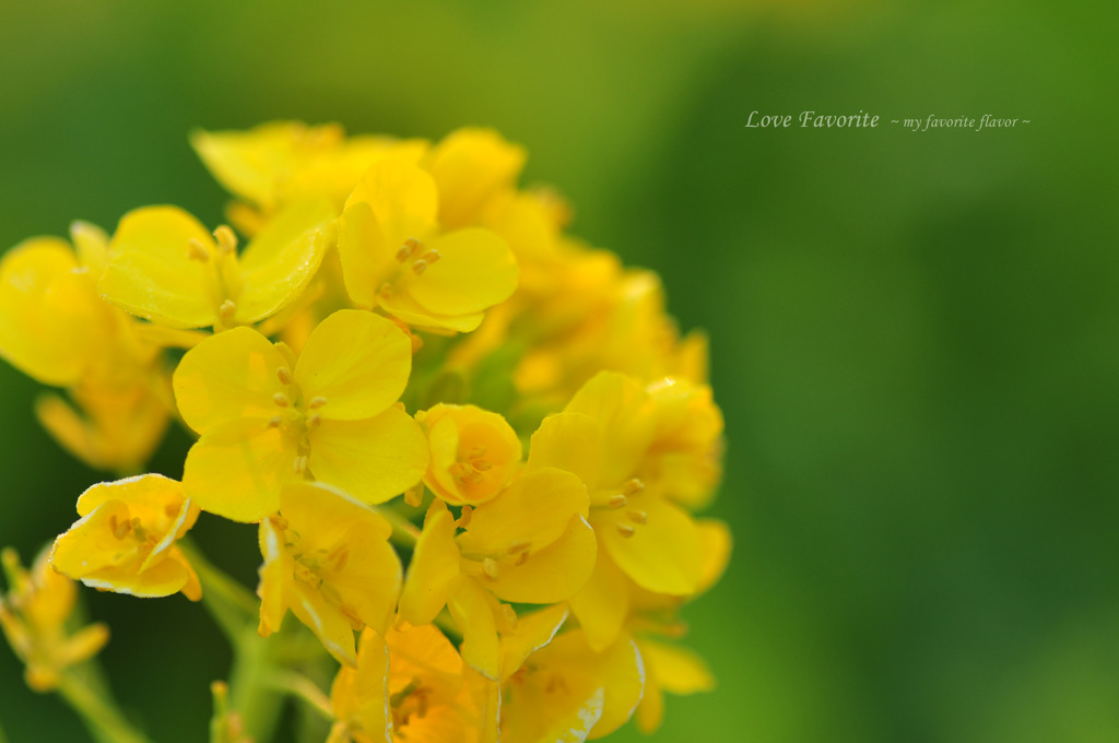 菜の花。