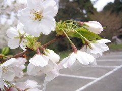 山の桜。