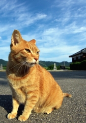 愛猫