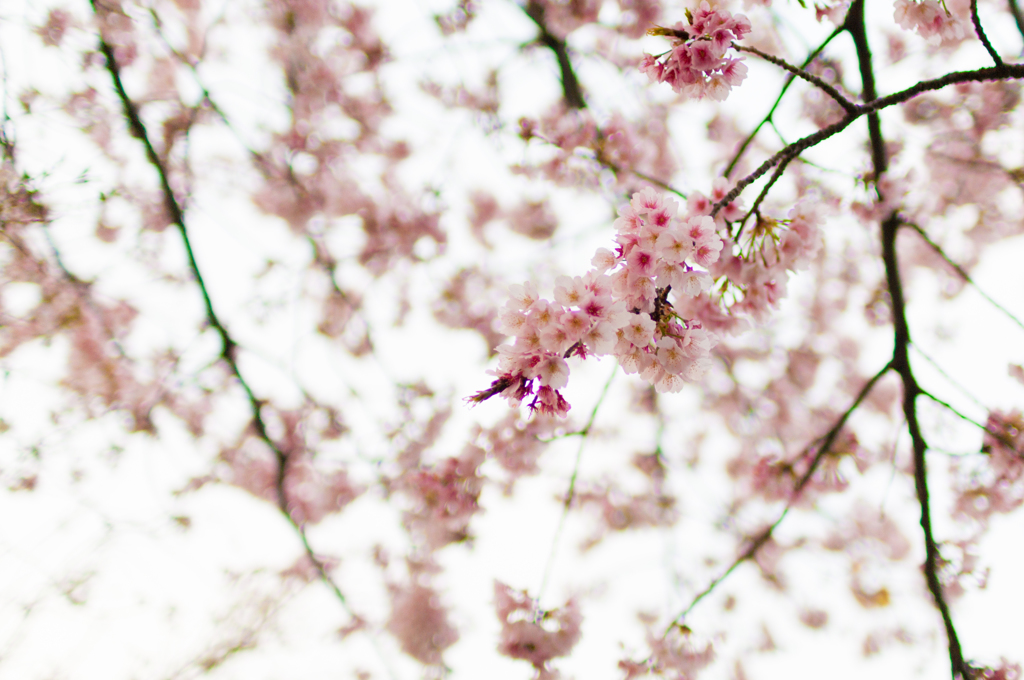 sakura