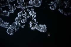 夜桜ー川