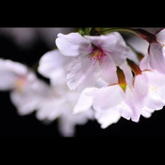 夜桜