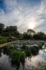 Iris Garden