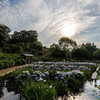 Iris Garden