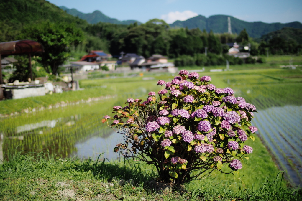 田園