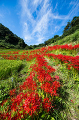 紅さす田圃