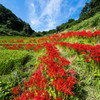 紅さす田圃