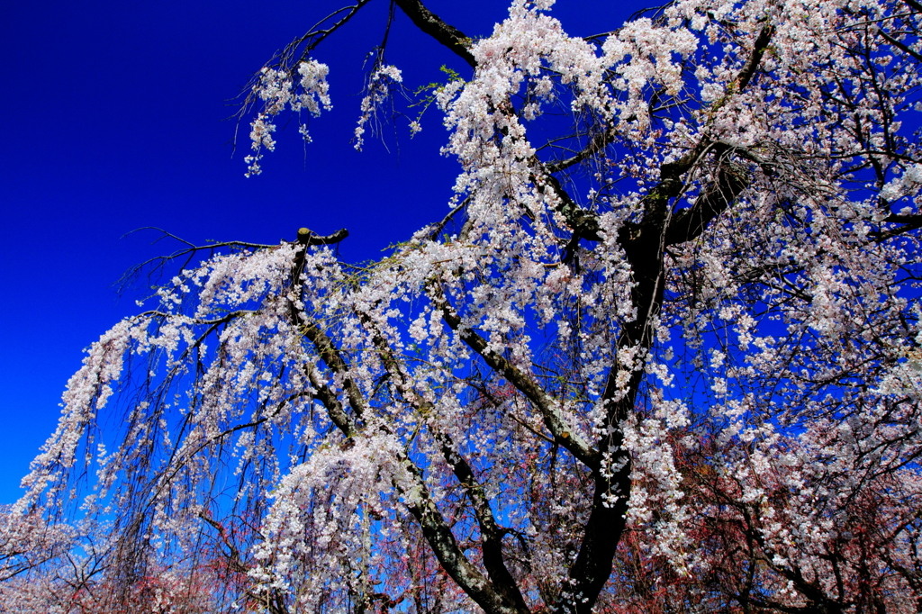 桜花爛漫