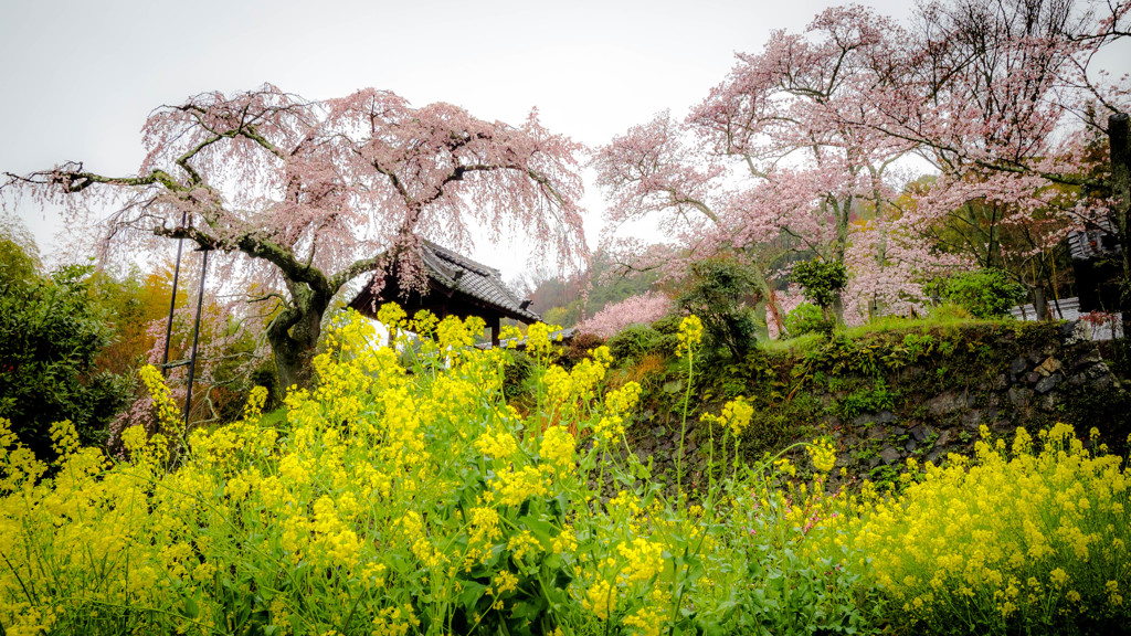 花曇り