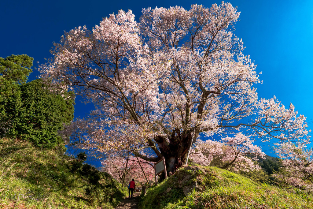 千年桜