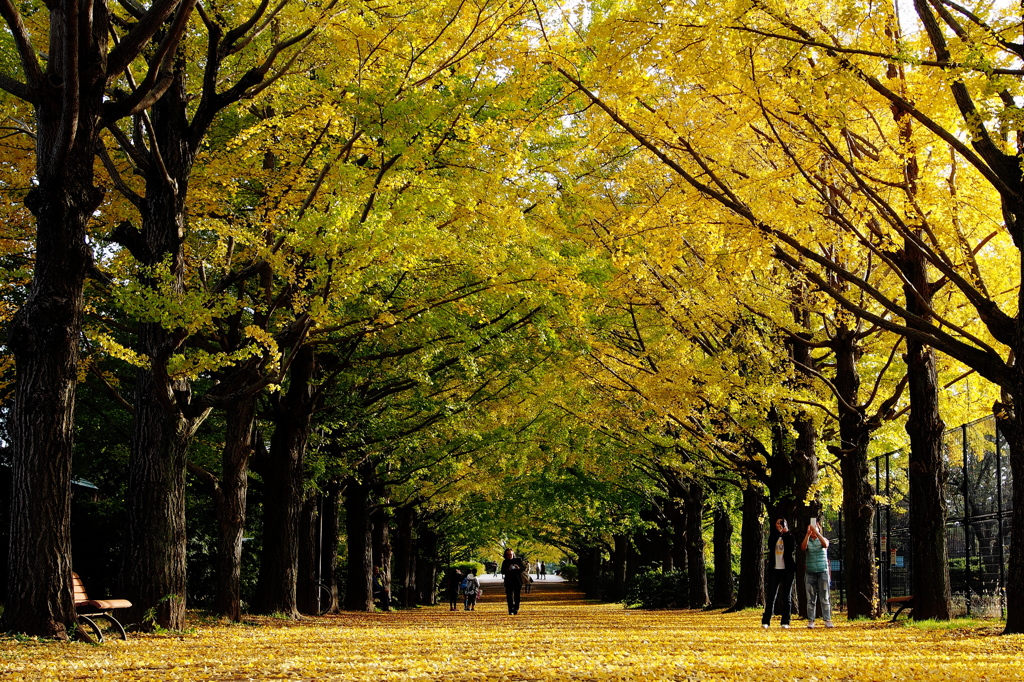 Yellow Road