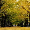 Yellow Road