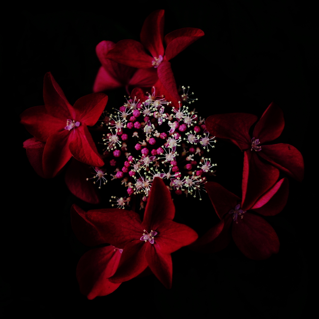 Crimson