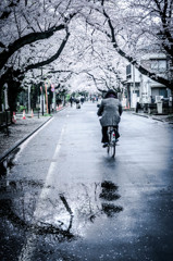 桜雨情