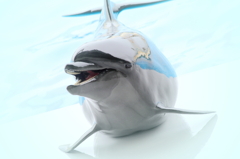Dolphin Smile