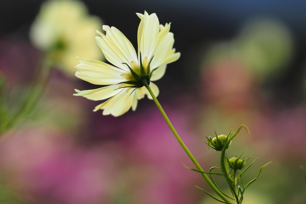 Bright Light Yellow