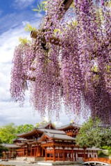 Wisteria Trellis