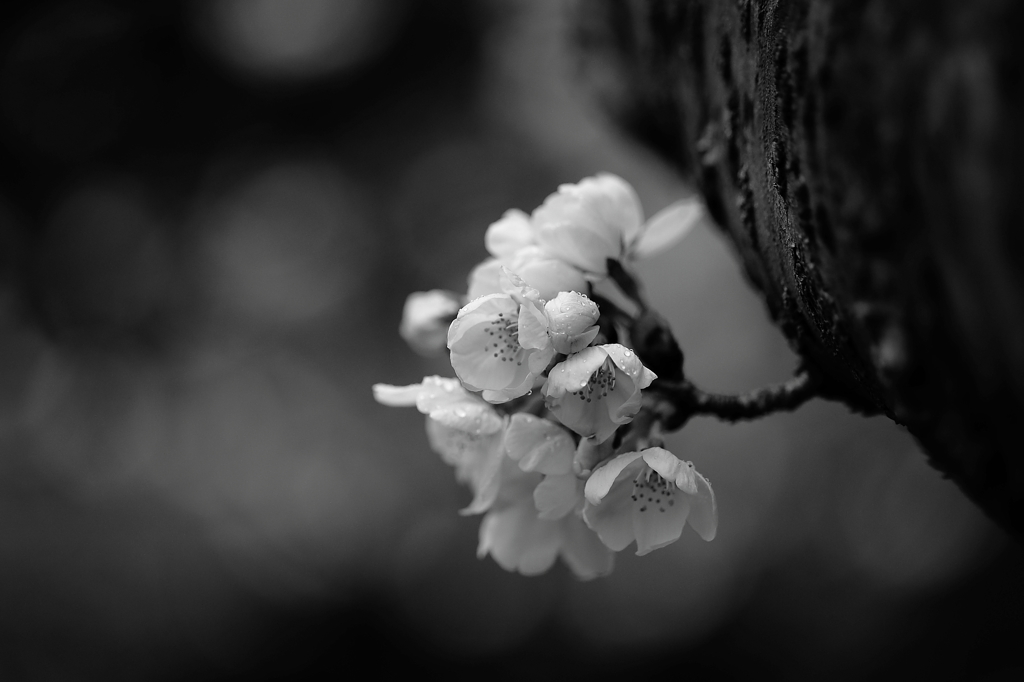 暗涙
