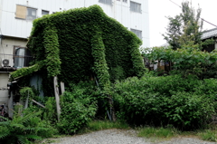 #10 Ecology