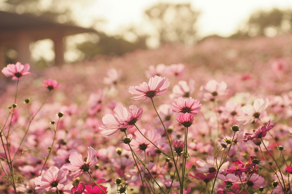 Flowery
