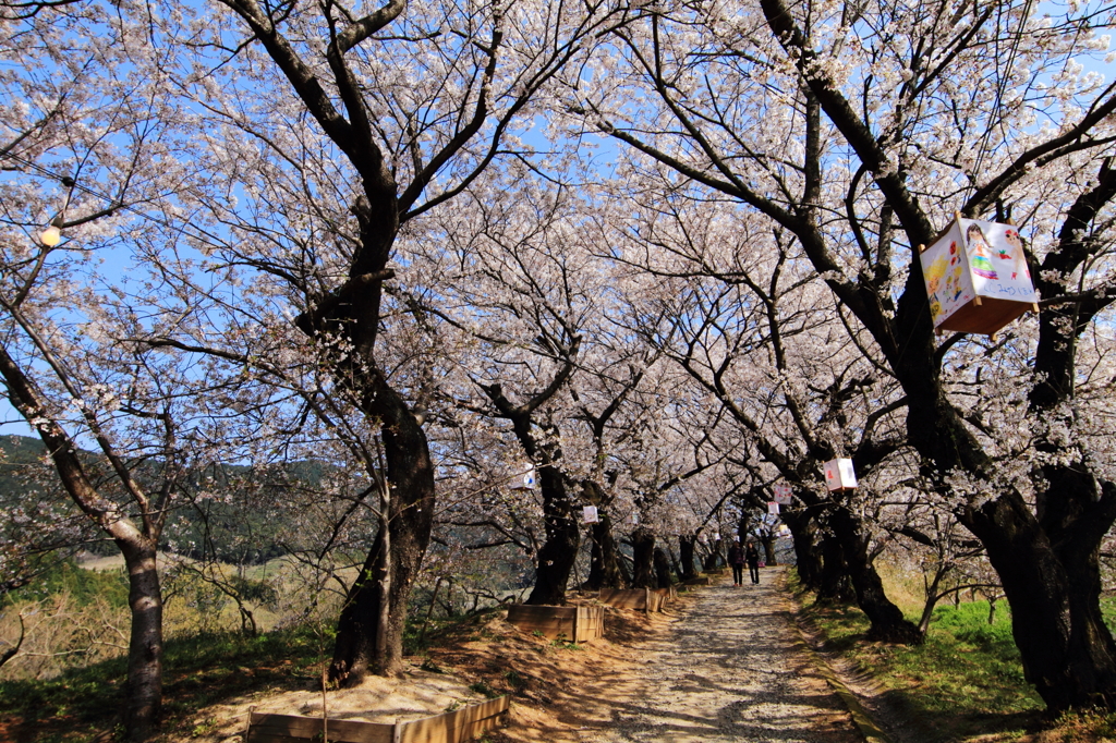 桜街道