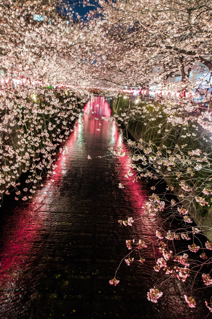 桜星