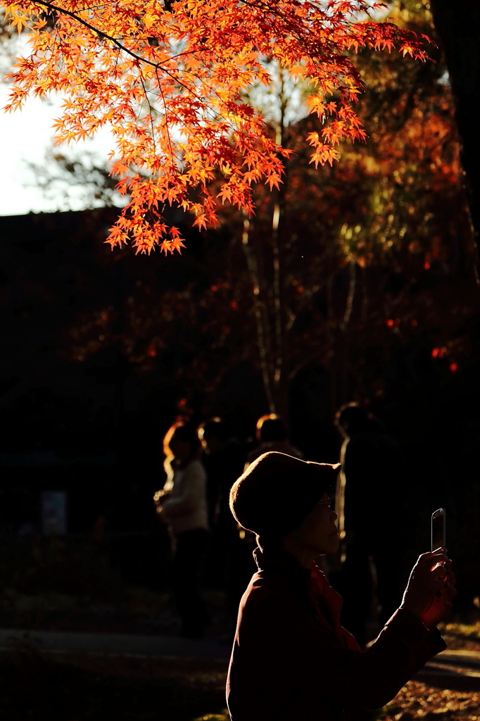 紅リフレクション