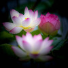 my歳時記2019.7月