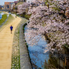 さくら散歩道