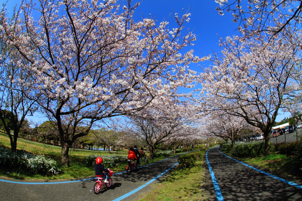 桜道サイクリング