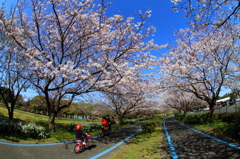 桜道サイクリング