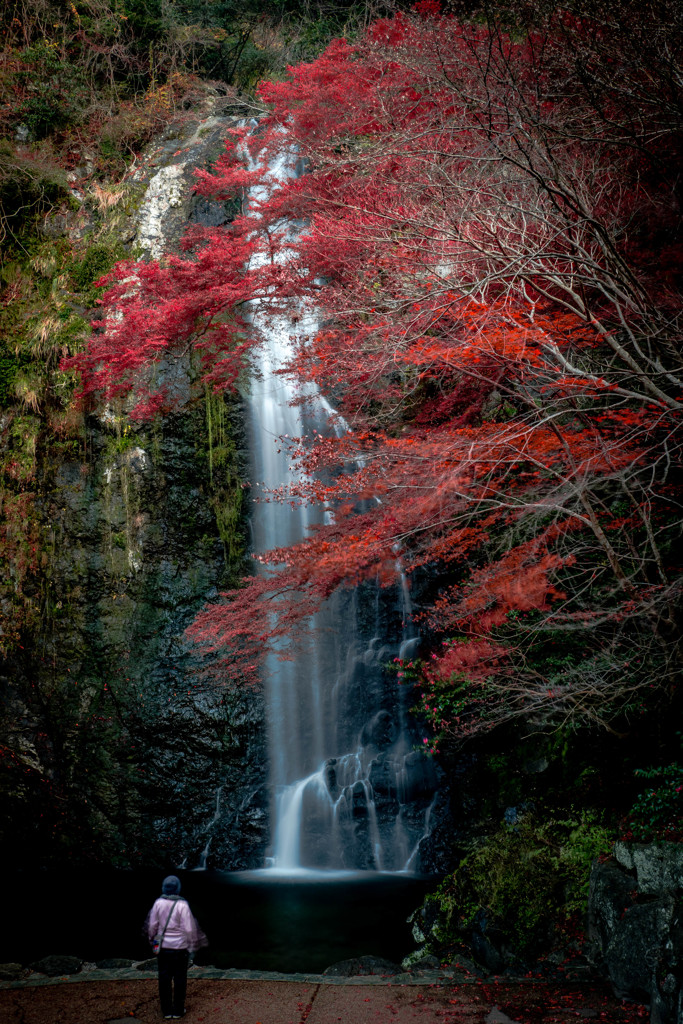 Fall in fall
