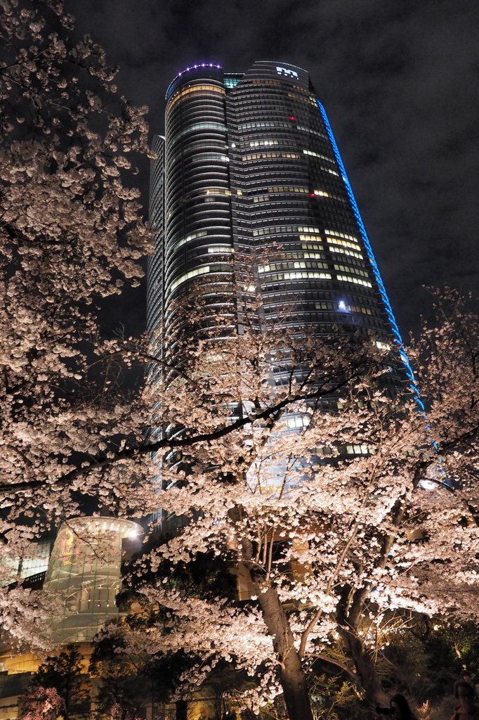 桜ヒルズ