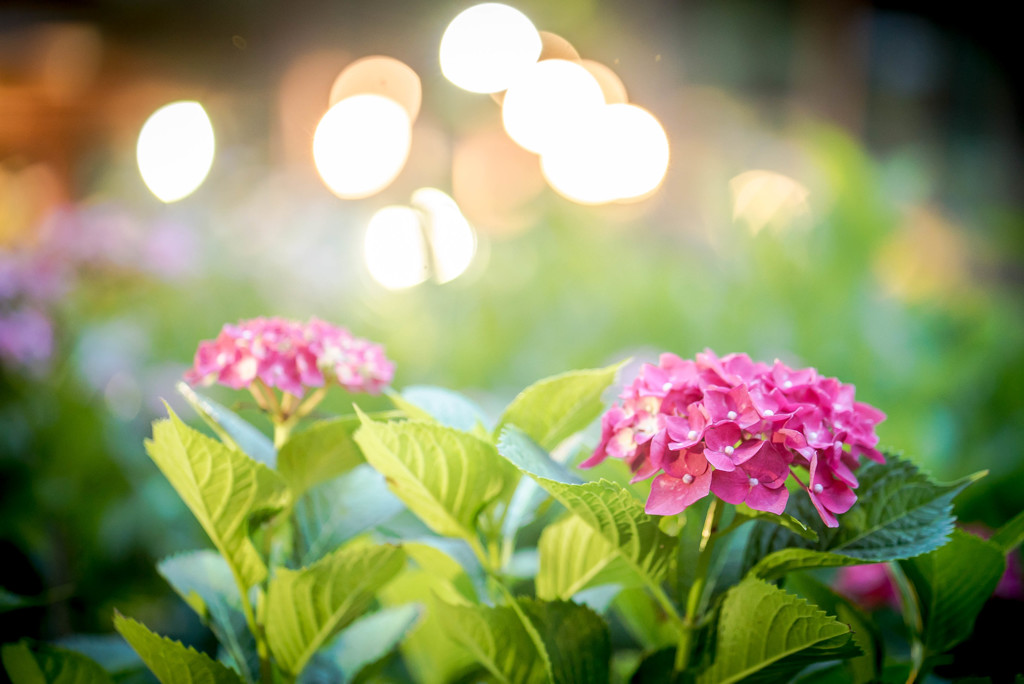 紫陽花の宴