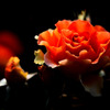 Love Passion