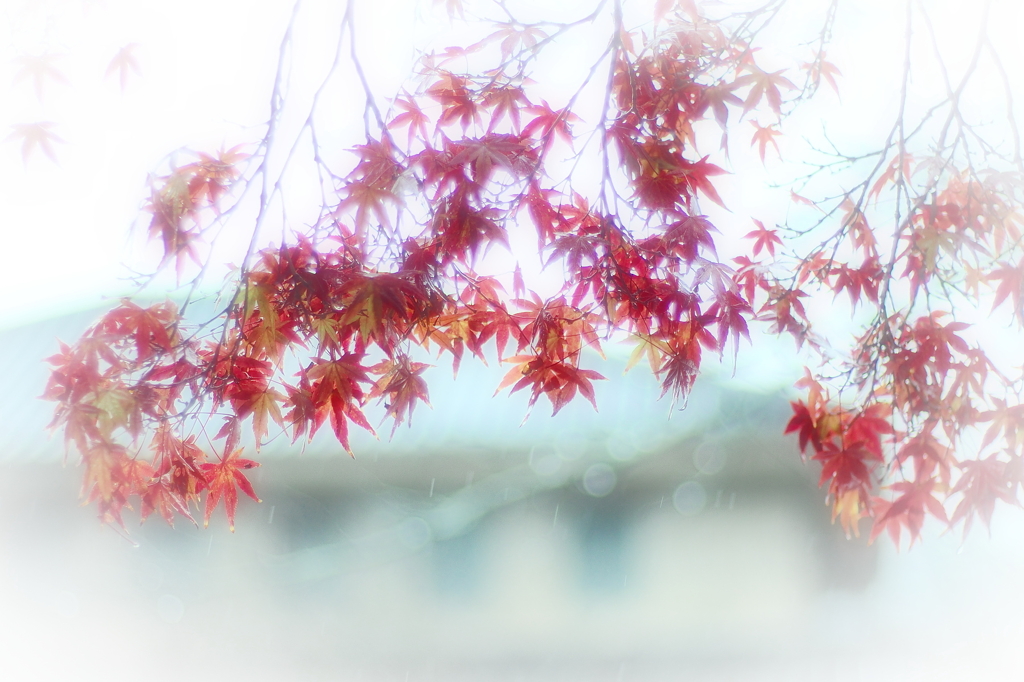 愁雨