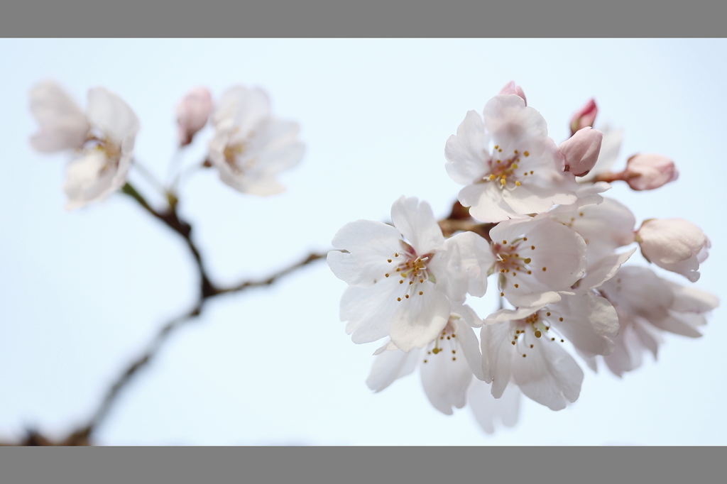 桜が咲いたよ