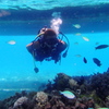 #14 Diver