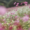 Cheerful Colors