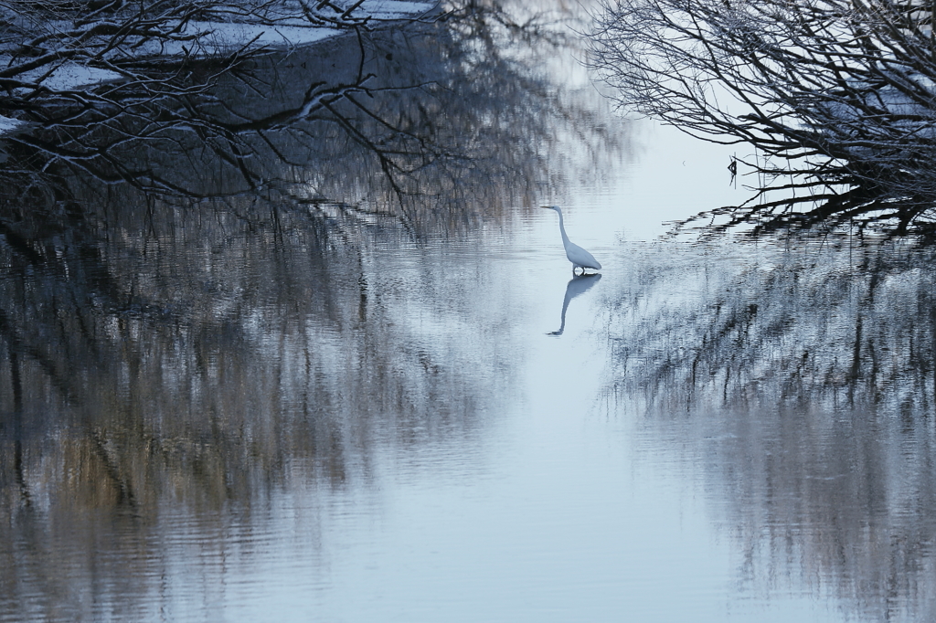 White Egret