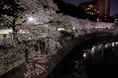 夜の彷徨