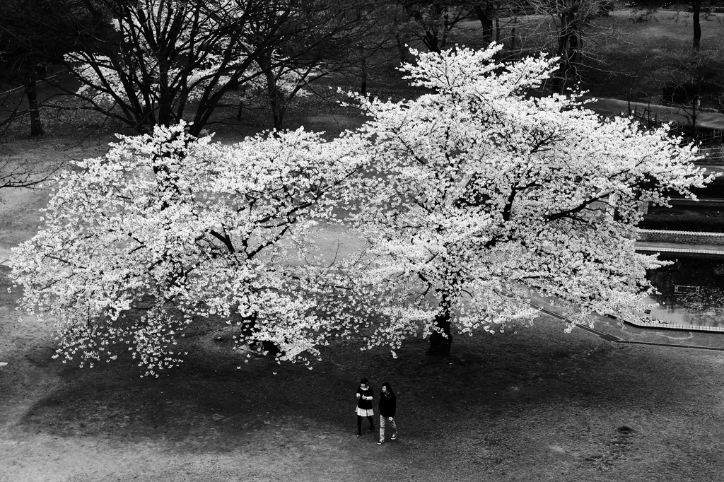 桜蔭