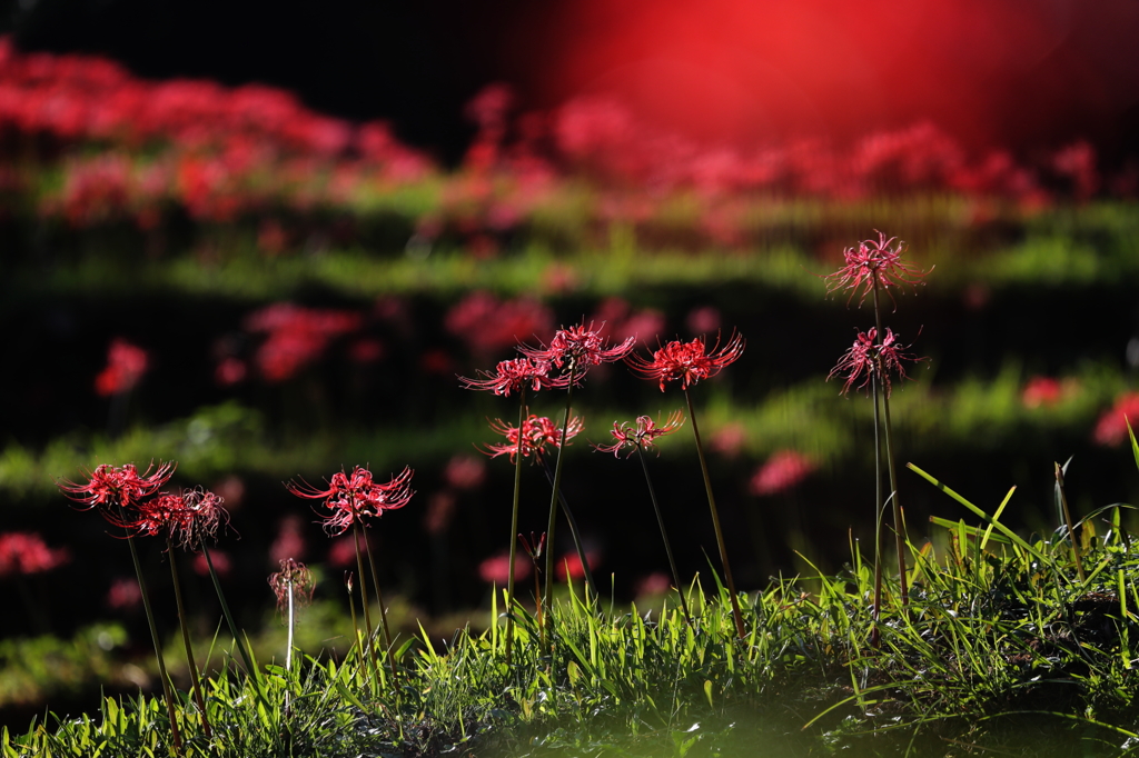 紅時雨