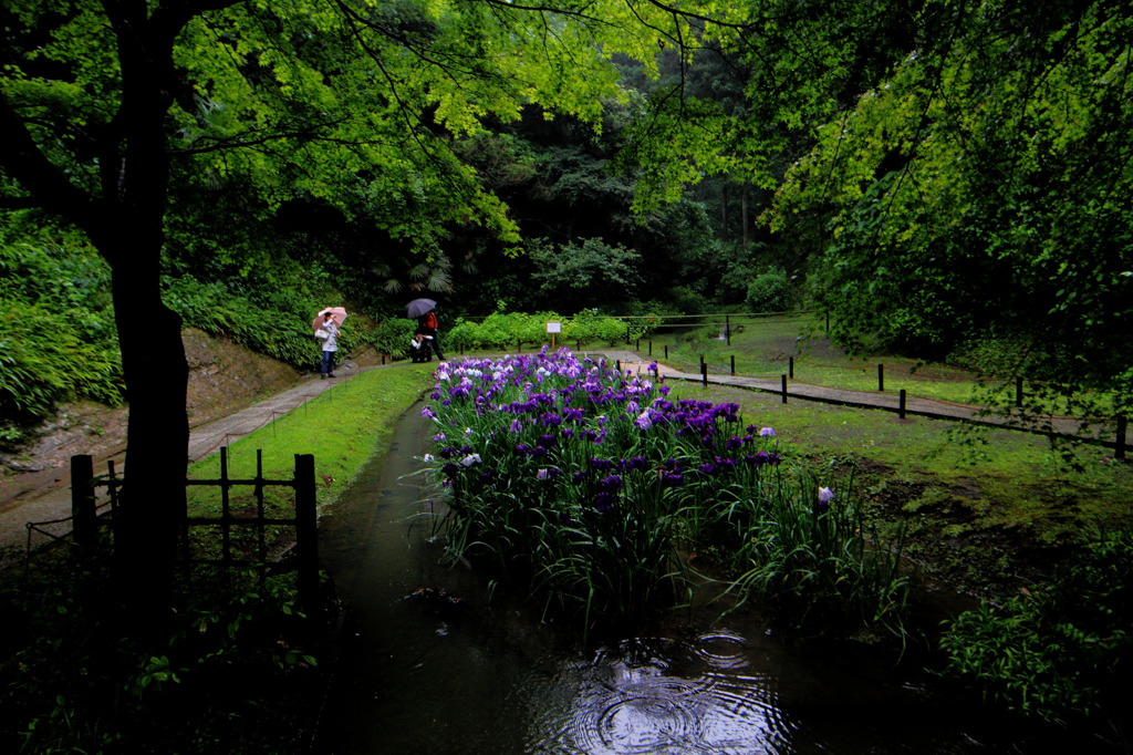 梅雨を撮る