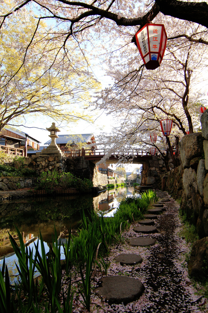 桜道