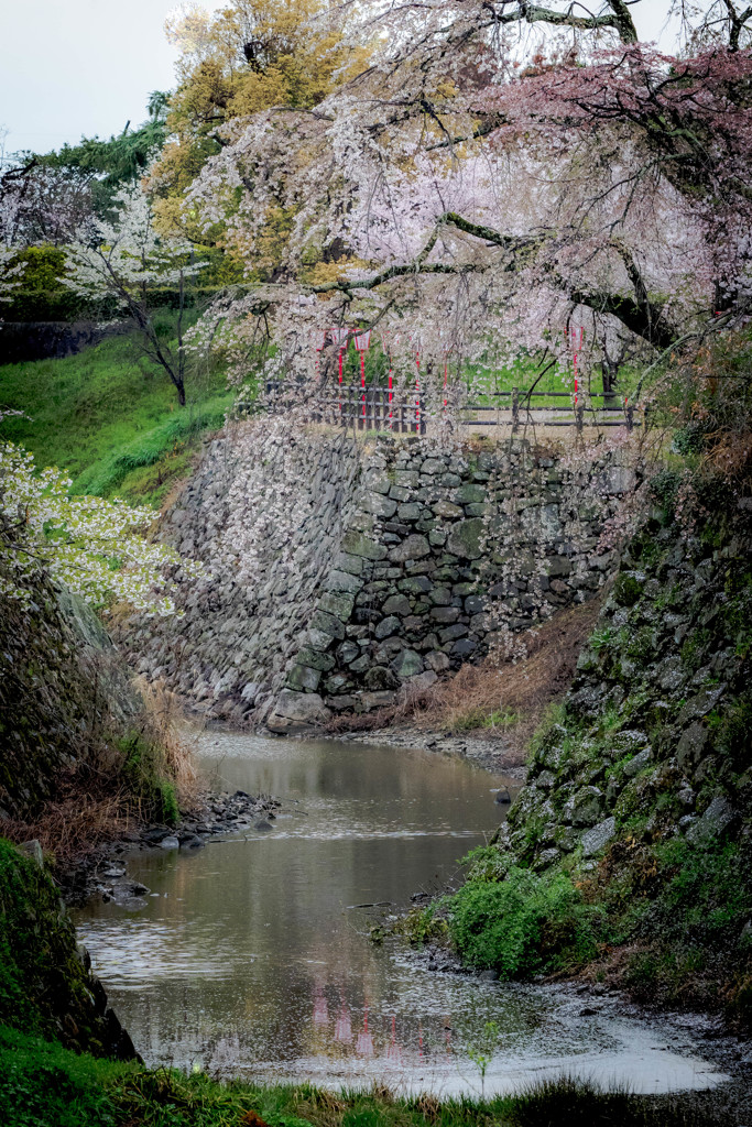 春高楼の桜